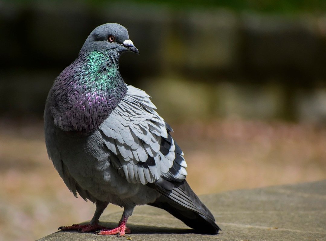 What Sets Serax 5x Apart from Other Assets